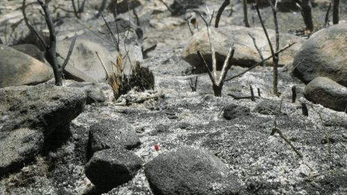 IMG_2436.GIF