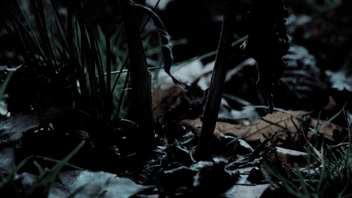 IMG_2440.GIF