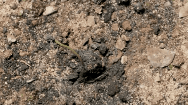 IMG_2447.GIF