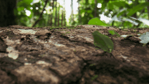 IMG_2452.GIF