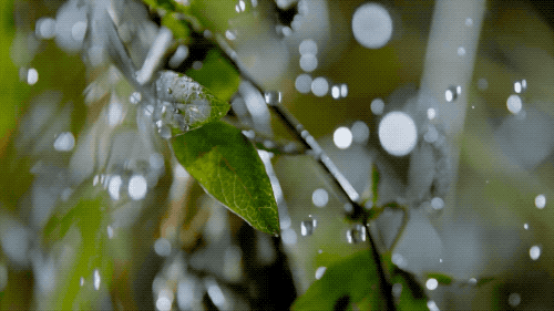 IMG_2460.GIF