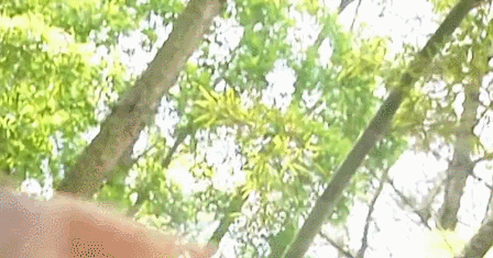 IMG_2555.GIF