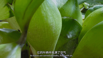 IMG_2817.GIF