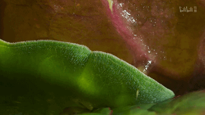 IMG_2823.GIF