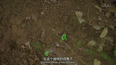IMG_2853.GIF