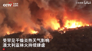 IMG_2865.GIF