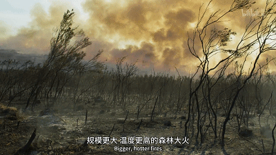 IMG_2867.GIF