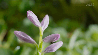 IMG_2869.GIF