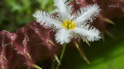 IMG_2824.GIF