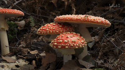 IMG_2870.GIF
