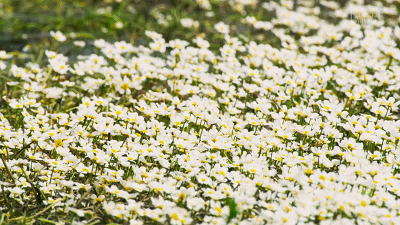 IMG_2876.GIF