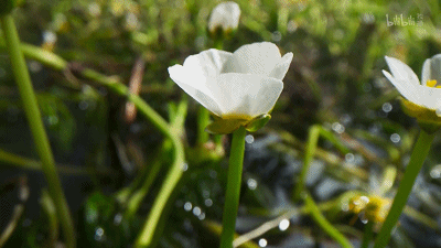 IMG_2875.GIF