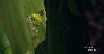 IMG_3588.GIF
