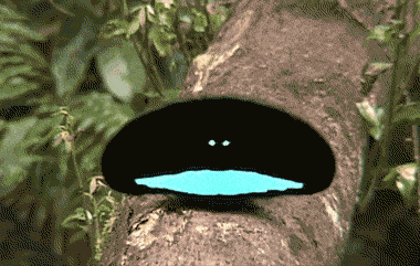 IMG_3591.GIF