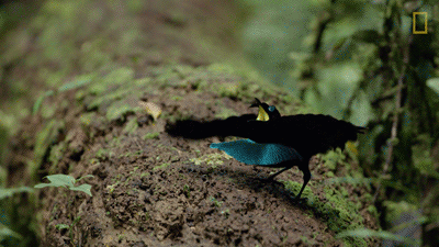 IMG_3590.GIF