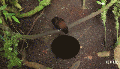 IMG_3598.GIF