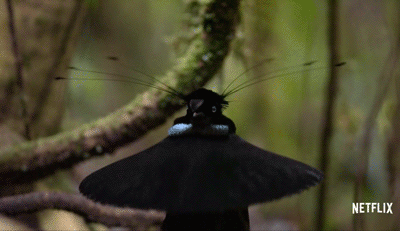 IMG_3599.GIF