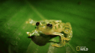 IMG_3610.GIF