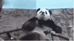 B615E340-5DA1-4D9F-94ED-4D26510F2055.gif
