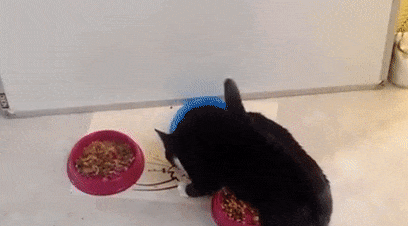 2.gif 2.gif