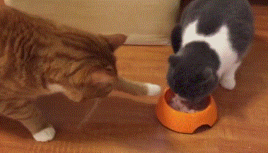 5.gif 5.gif