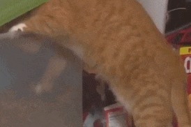 6.gif 6.gif
