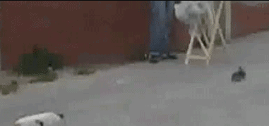 4.gif 4.gif