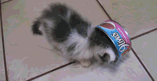 18.gif 18.gif