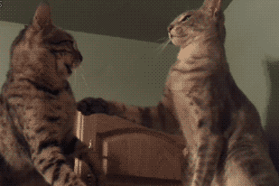 20.gif 20.gif