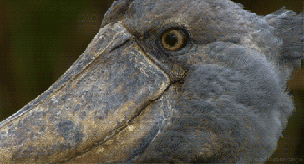 IMG_9554 2.GIF