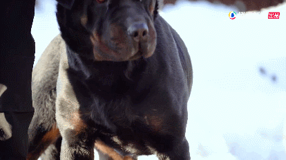 IMG_7548.GIF
