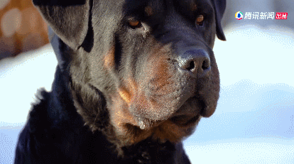 IMG_7549.GIF