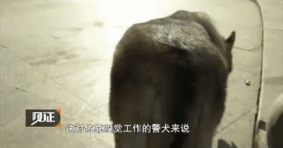 IMG_7604.GIF