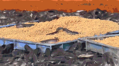 IMG_1898.GIF