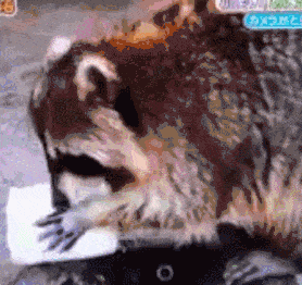 32.gif 32.gif