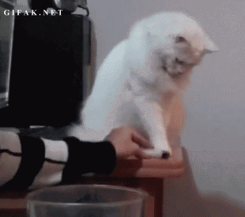 35.gif 35.gif