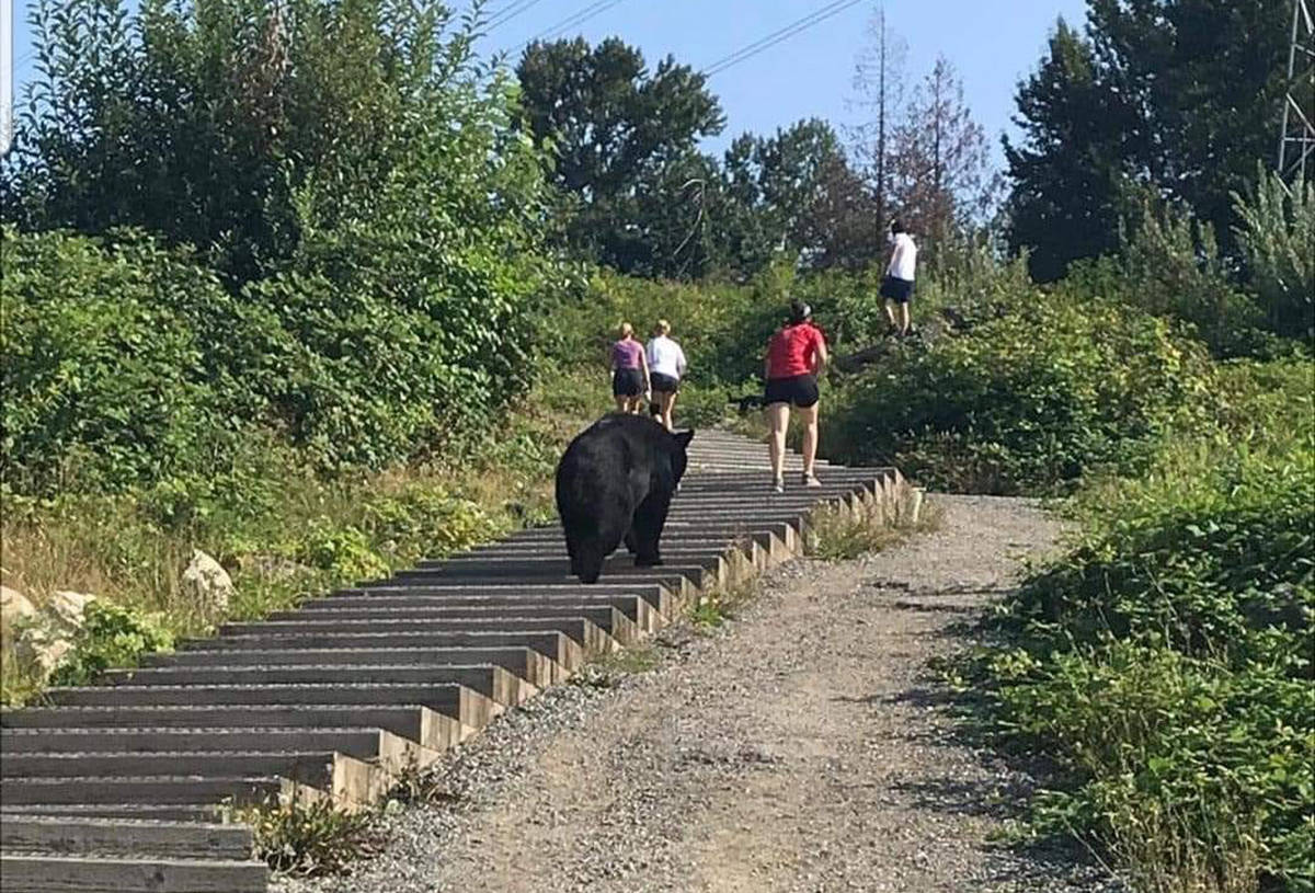 18043449_web1_black-bear.jpg