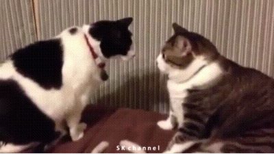 39.gif 39.gif