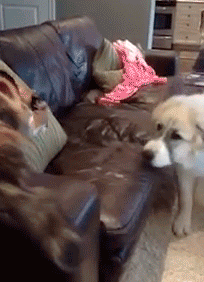 41.gif 41.gif