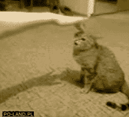 37.gif 37.gif