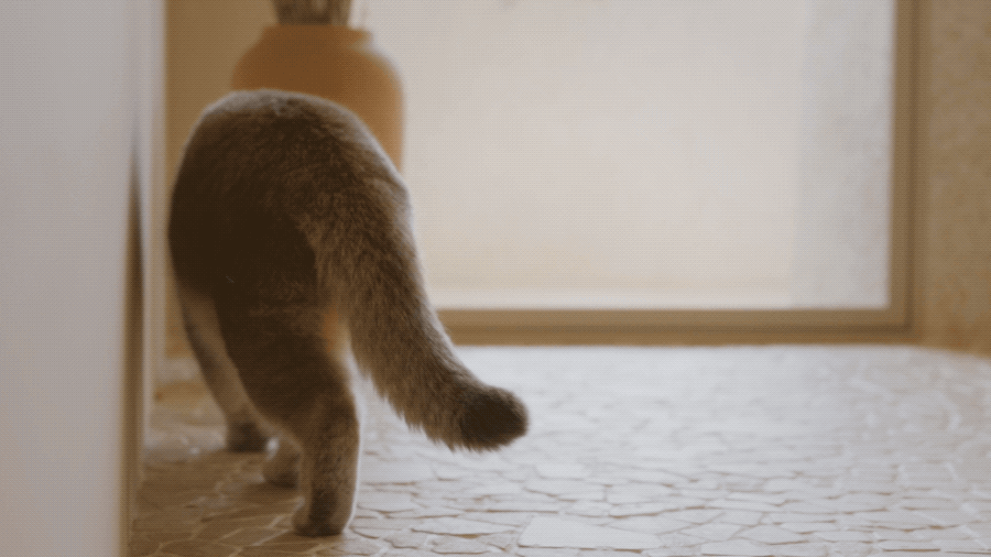 IMG_2639.GIF