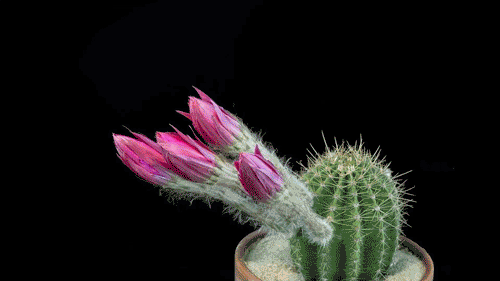 IMG_6058.GIF