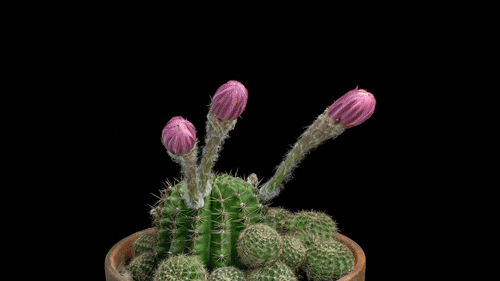 IMG_6056.GIF