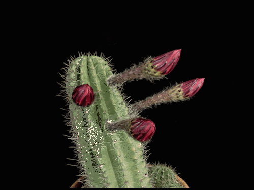 IMG_6055.GIF