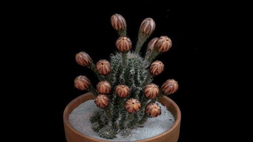 IMG_6061.GIF