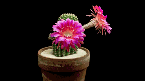 IMG_6062.GIF