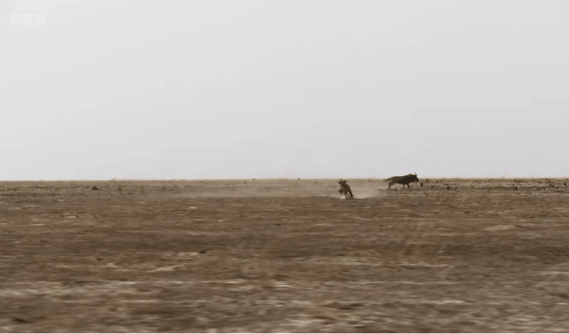 IMG_4512.GIF