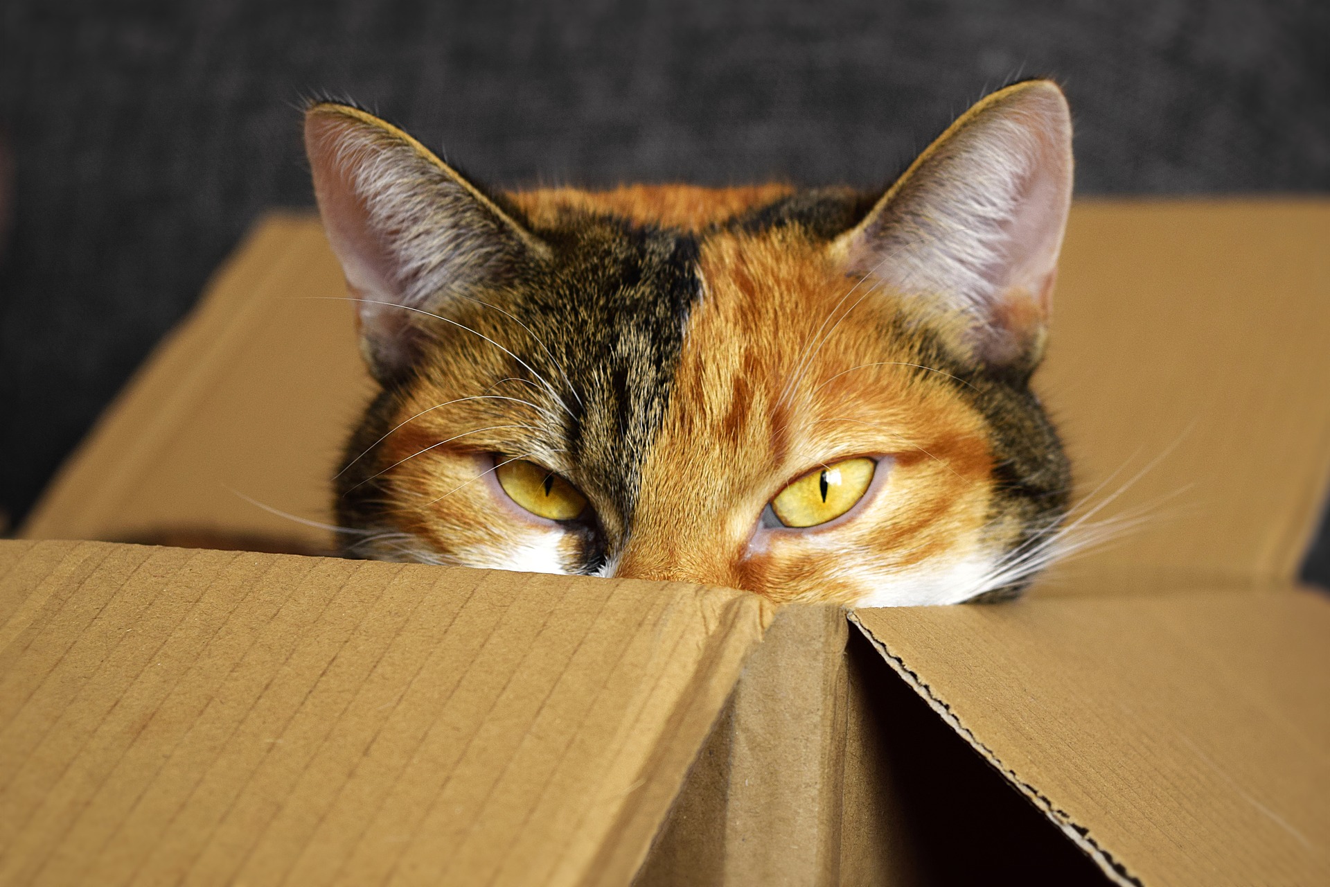 cat-peeking-out-of-box.jpg