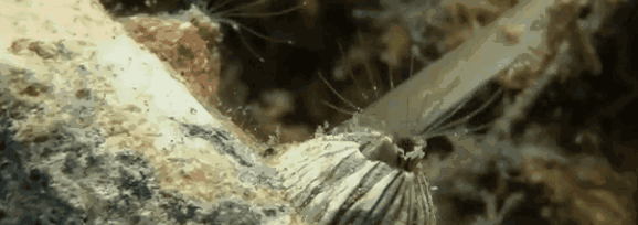 10.gif 10.gif