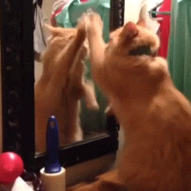 1.gif 1.gif